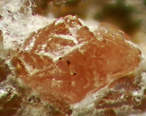 Hodgkinsonite Mineral